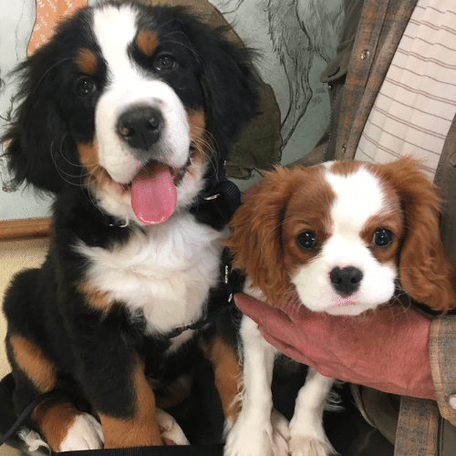 [San Juan VH] Meet Admiral Horthy a 11 week old Bernese Mountain Dog and Willow a 15 week old Cavalier King Charles Spaniel.