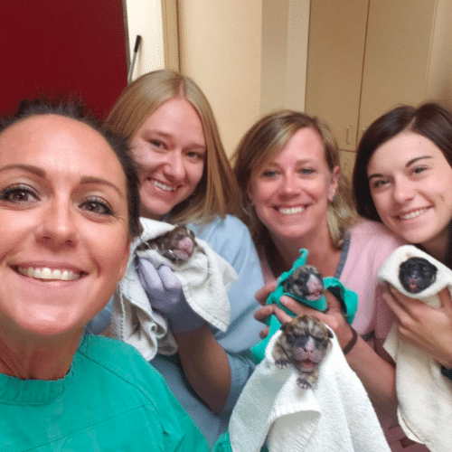 [San Juan VH] San Juan Team had a successful C-section for a pet dog