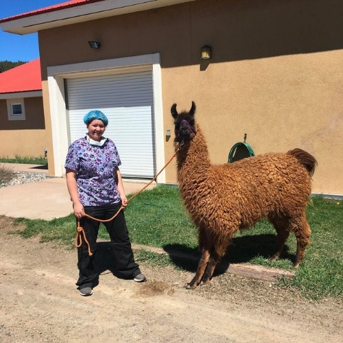 [San Juan VH] walking Gunny the llama