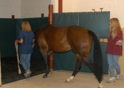 equine padded stall