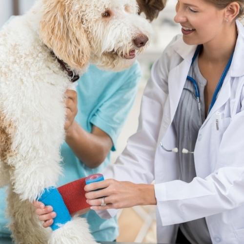 vet bandaging dog
