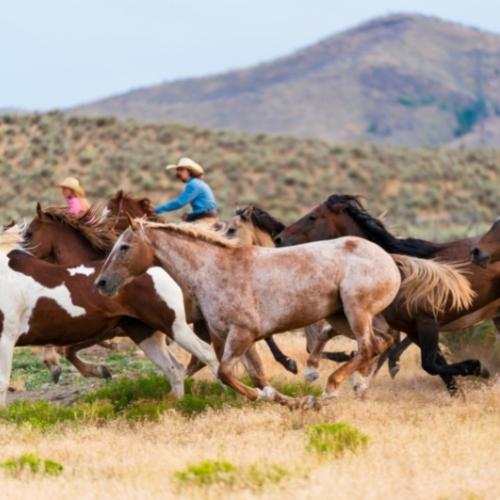 herding horses