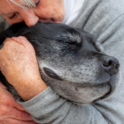 Pet Cremation Pagosa Springs, CO San Juan Vet Hospital