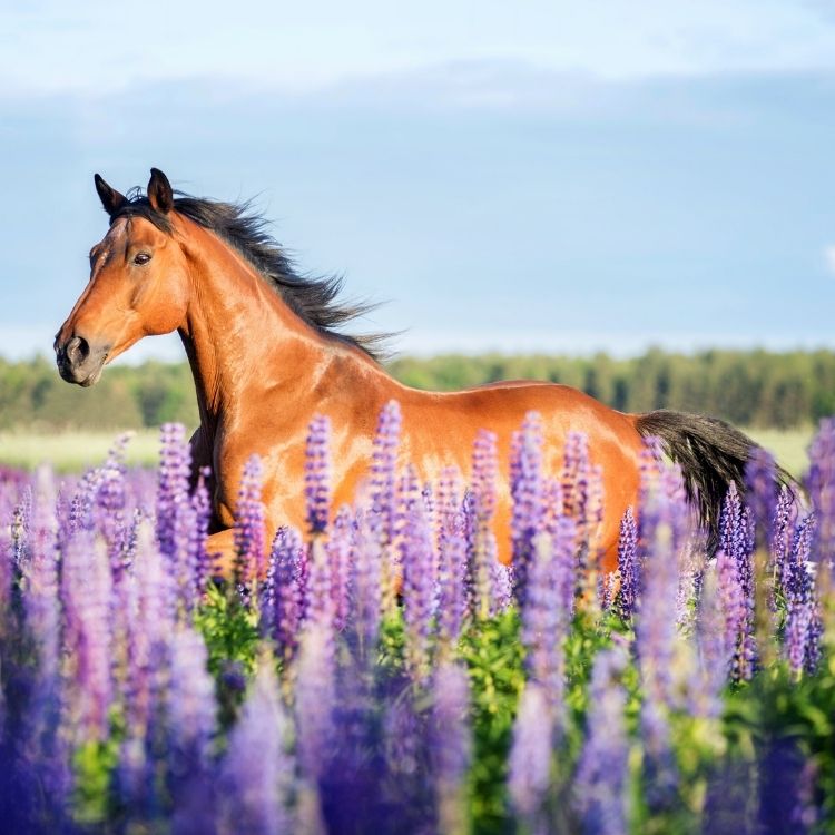 Veterinarian in Pagosa Springs, CO San Juan Vet Hospital