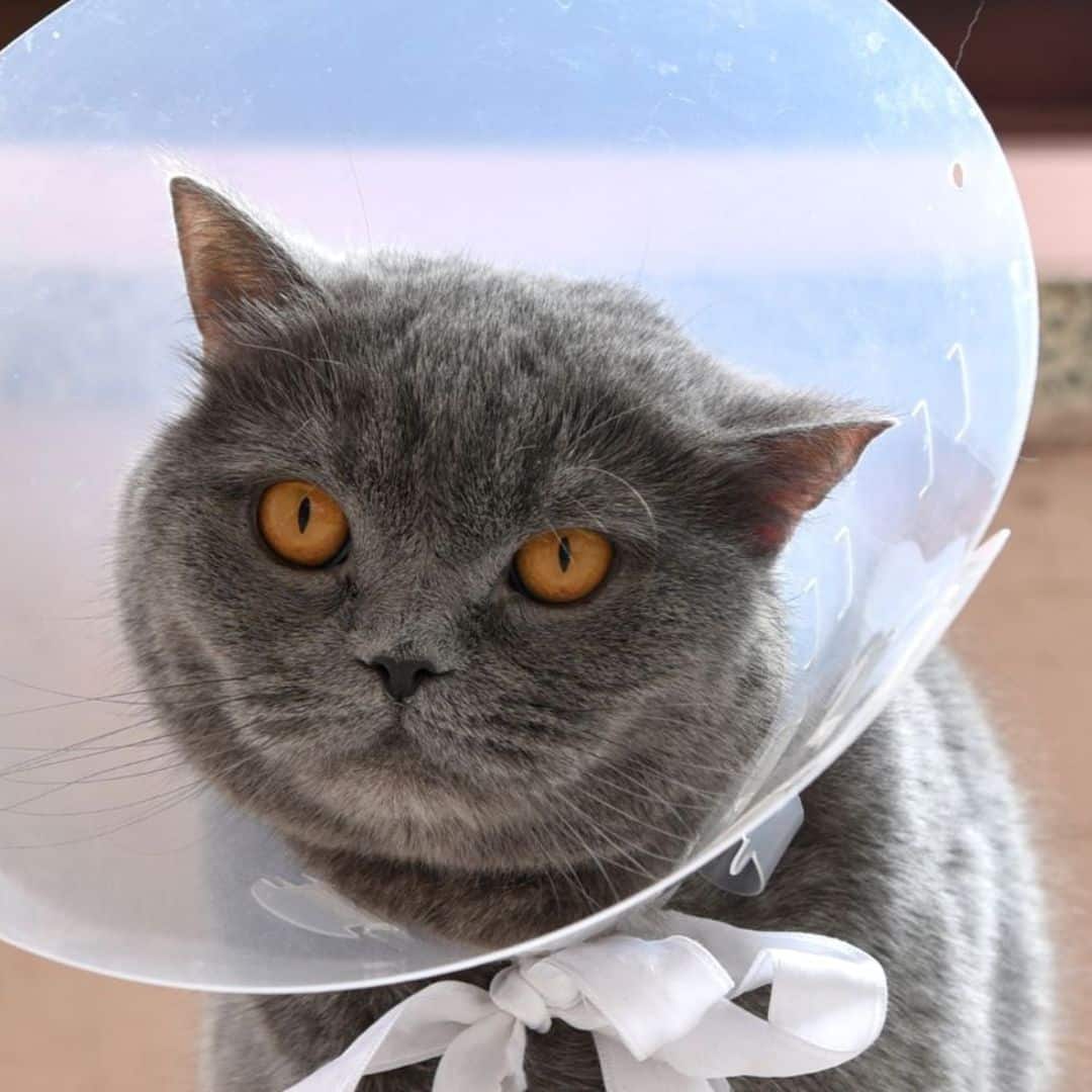 pet surgery
