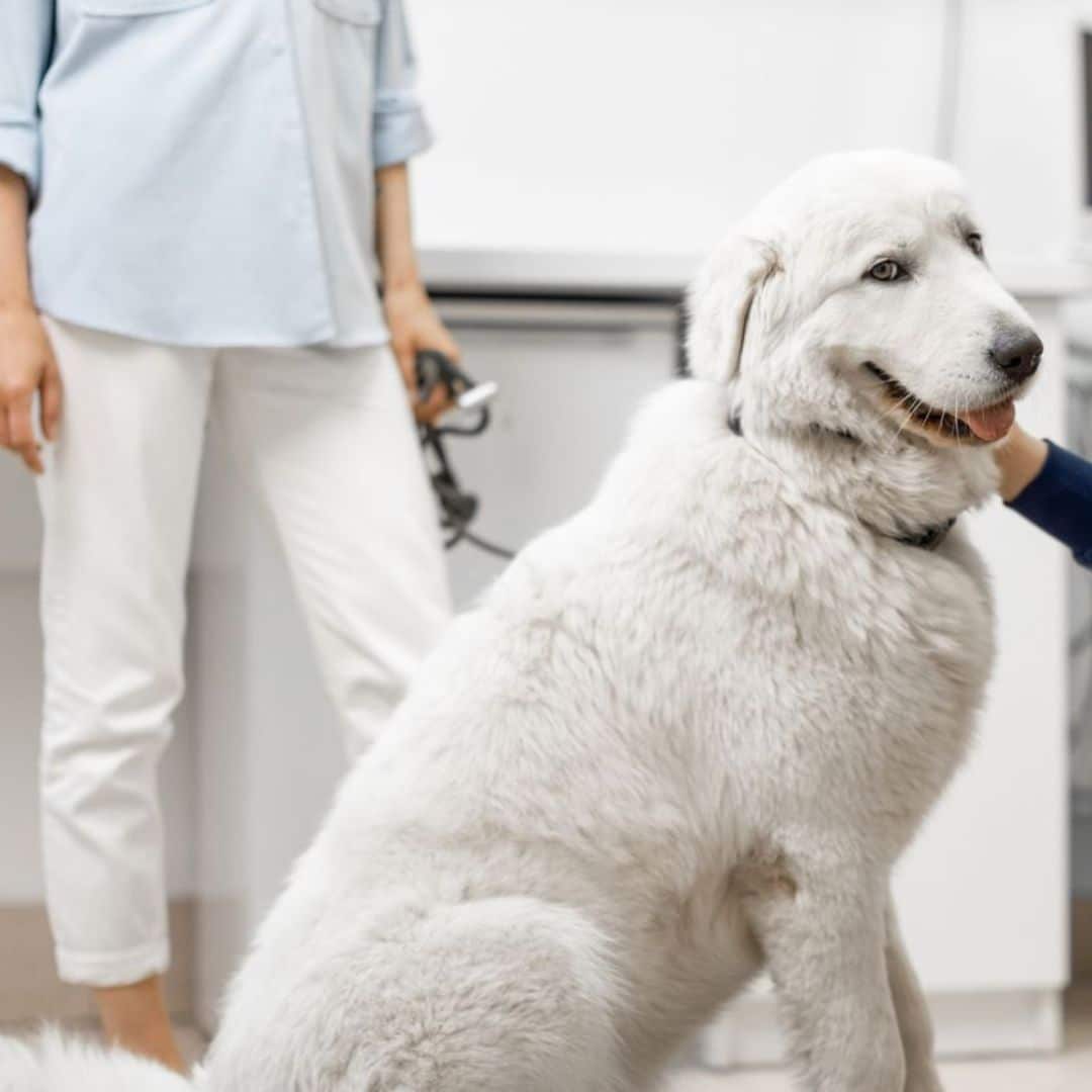 Pet Wellness Care