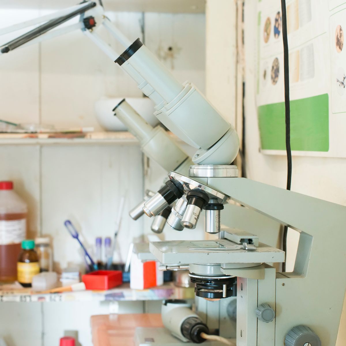 pet lab